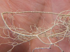 Usnea cavernosa