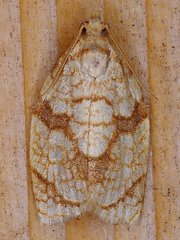 Adoxophyes negundana