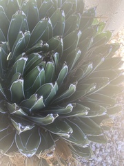 Agave victoriae-reginae swobodae