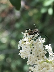 Callimoxys fuscipennis