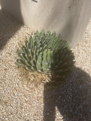 Agave victoriae-reginae swobodae