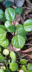 Magnoliopsida