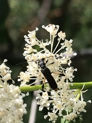 Callimoxys fuscipennis