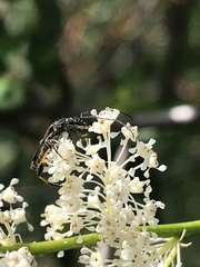 Callimoxys fuscipennis