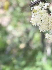 Callimoxys fuscipennis