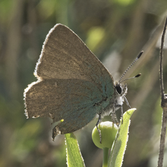 Callophrys dumetorum