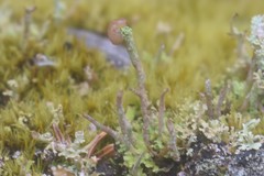Cladonia botrytes