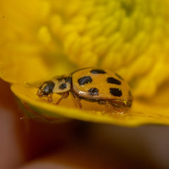 Propylea quatuordecimpunctata