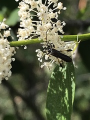 Callimoxys fuscipennis