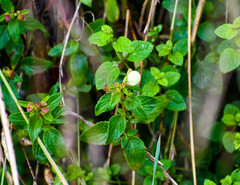 Calceolaria hyssopifolia