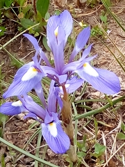 Moraea sisyrinchium
