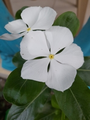 Catharanthus roseus