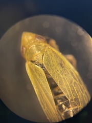 Laevicephalus