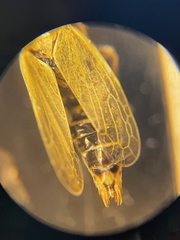 Laevicephalus