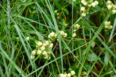 Calceolaria hyssopifolia