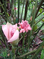 Etlingera elatior