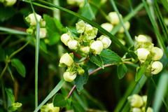 Calceolaria hyssopifolia