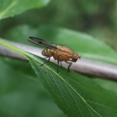 Minettia inusta