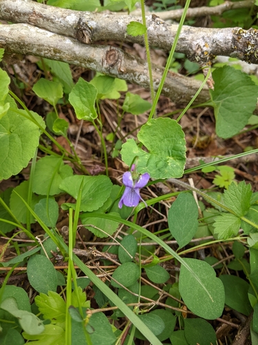 Image of Viola howellii by (c) David Anderson, some rights reserved (CC BY)