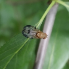 Minettia inusta