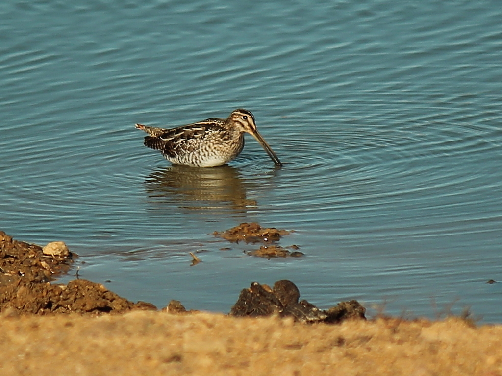 Wilson's Snipe