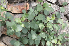 Lonicera etrusca
