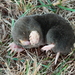 Eastern Mole - Photo (c) mayfly1963, some rights reserved (CC BY), uploaded by mayfly1963