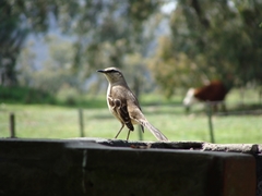 Mimus saturninus