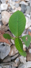 Magnoliopsida