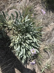 Phoenicaulis cheiranthoides