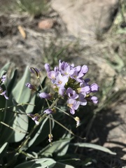 Phoenicaulis cheiranthoides