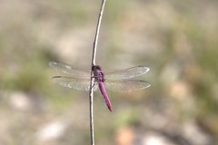 Orthemis ferruginea
