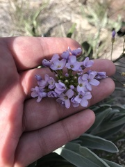 Phoenicaulis cheiranthoides