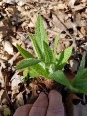 Eupatorium perfoliatum