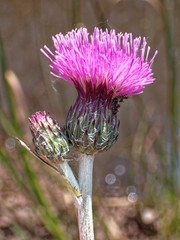 Cirsium tuberosum