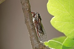 Platypedia minor