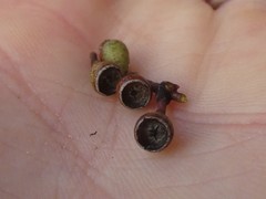 Eucalyptus polyanthemos polyanthemos