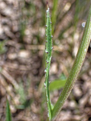 Cirsium tuberosum