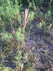 Trichloris pluriflora