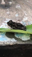 Rhinella marina