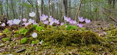 Oxalis acetosella