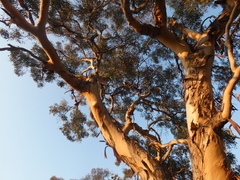Eucalyptus polyanthemos polyanthemos