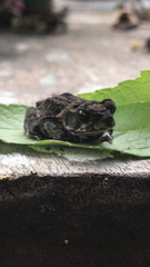 Rhinella marina