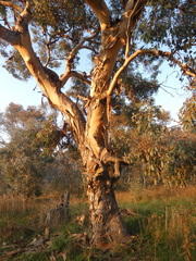 Eucalyptus polyanthemos polyanthemos