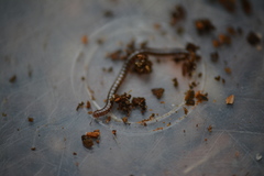 Proteroiulus fuscus