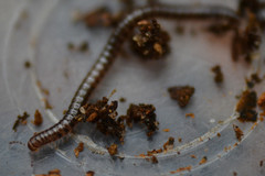 Proteroiulus fuscus
