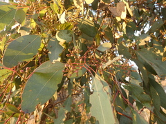 Eucalyptus polyanthemos polyanthemos