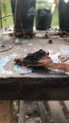 Rhinella marina