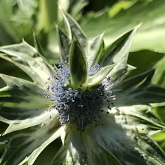 Eryngium carlinae