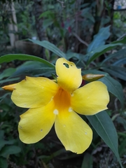Magnoliopsida